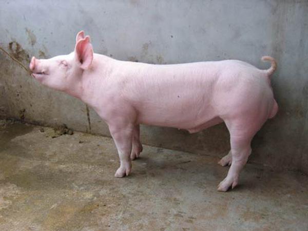 供应夏津县伟盛牧业--大白种猪 种猪繁育,种猪养殖,肉猪养殖
