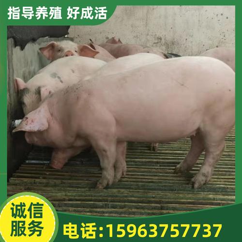 太湖母猪种猪母猪场农牧场散养二元杂交猪仔济宁养殖场收购长白猪