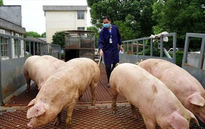 猪贱粮贵!猪粮比低位运行,养殖户的"春天"还要等多久?