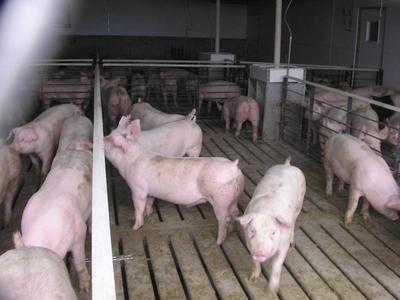 供应巫山肉猪养殖销售-巫山县双石生猪养殖专业合作社