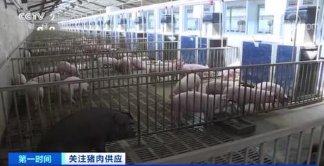 春节期间卖一头猪,亏300元?养殖企业:亏损也要卖…