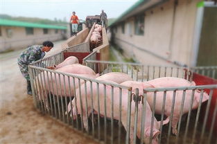 福泉金山 生态生猪养殖带动贫困群众脱贫奔小康
