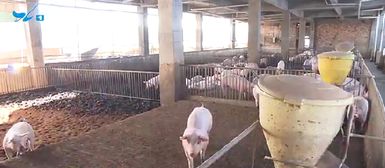 厦门多措并举稳定生猪生产保障市场供应