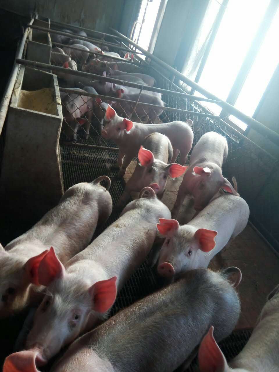 农家养殖生态猪 天然养殖生猪大量销售-负离子涂料交易网